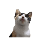 猫のとんかつ（個別スタンプ：1）