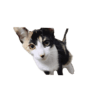 猫のとんかつ（個別スタンプ：2）