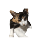 猫のとんかつ（個別スタンプ：3）