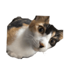 猫のとんかつ（個別スタンプ：4）