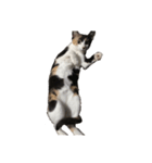 猫のとんかつ（個別スタンプ：5）