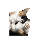 猫のとんかつ（個別スタンプ：6）