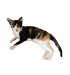 猫のとんかつ（個別スタンプ：7）