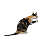 猫のとんかつ（個別スタンプ：8）