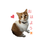 柑橘姉弟1（個別スタンプ：1）