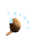 柑橘姉弟1（個別スタンプ：2）
