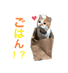 柑橘姉弟1（個別スタンプ：7）