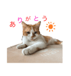 柑橘姉弟1（個別スタンプ：8）