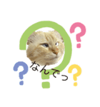 猫のレオンくん（個別スタンプ：1）