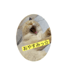 猫のレオンくん（個別スタンプ：3）