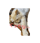 猫のレオンくん（個別スタンプ：5）