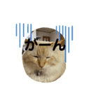 猫のレオンくん（個別スタンプ：6）