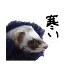 フェレット アドさん（個別スタンプ：4）