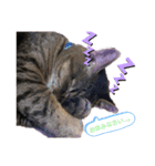 猫ちゃんずLove♡（個別スタンプ：1）