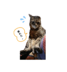 猫ちゃんずLove♡（個別スタンプ：2）