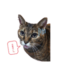 猫ちゃんずLove♡（個別スタンプ：4）
