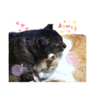 猫ちゃんずLove♡（個別スタンプ：6）