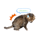 猫ちゃんずLove♡（個別スタンプ：7）