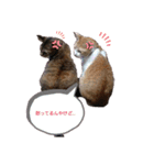 猫ちゃんずLove♡（個別スタンプ：8）