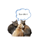 猫ちゃんずLove♡（個別スタンプ：9）