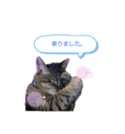 猫ちゃんずLove♡（個別スタンプ：12）