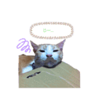 猫ちゃんずLove♡（個別スタンプ：13）