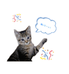 猫ちゃんずLove♡（個別スタンプ：15）