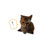 猫ちゃんずLove♡（個別スタンプ：16）