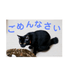 フォル姫 パートⅡ（個別スタンプ：6）