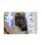 フォル姫 パートⅡ（個別スタンプ：8）