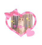 もこの日常すたんぷ（個別スタンプ：5）