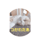 もこの日常すたんぷ（個別スタンプ：13）