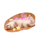 もこの日常すたんぷ（個別スタンプ：19）