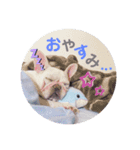ブヒ♡フレブル（個別スタンプ：2）