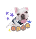ブヒ♡フレブル（個別スタンプ：3）