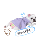 ブヒ♡フレブル（個別スタンプ：4）