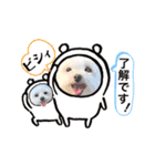 マルチーズのルウ天びび4（個別スタンプ：4）