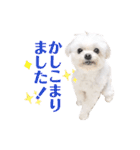 マルチーズのルウ天びび4（個別スタンプ：9）