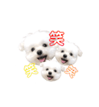 マルチーズのルウ天びび4（個別スタンプ：10）