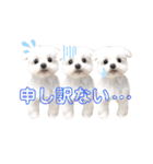 マルチーズのルウ天びび4（個別スタンプ：13）
