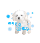 マルチーズのルウ天びび4（個別スタンプ：14）