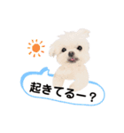 マルチーズのルウ天びび4（個別スタンプ：15）