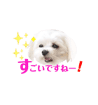 マルチーズのルウ天びび4（個別スタンプ：19）