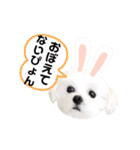マルチーズのルウ天びび4（個別スタンプ：24）