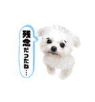 マルチーズのルウ天びび4（個別スタンプ：25）