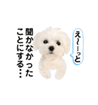 マルチーズのルウ天びび4（個別スタンプ：27）