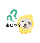 マルチーズのルウ天びび4（個別スタンプ：30）