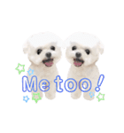 マルチーズのルウ天びび4（個別スタンプ：31）