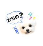マルチーズのルウ天びび4（個別スタンプ：37）