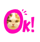 むぎニャン stamp（個別スタンプ：1）